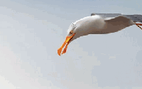ָЦ̬ͼƬ󼯺 Цȫ