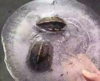 ڹ걻ɹЦͼ