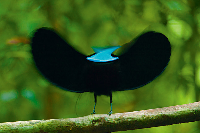 ٵͷҡ