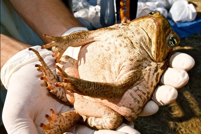 ܣCane Toads;޴ªԴﵽİ1935걻ĴǣΪ˿Ƹ׳ķֳڣ102ֻѾ2ֻԵص̬͹ڽ˾޴в