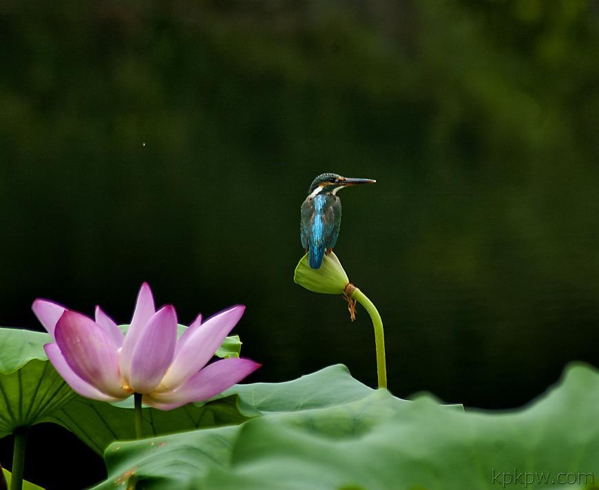 ͼƬ