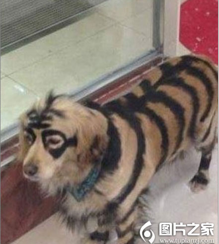 ͼƬ