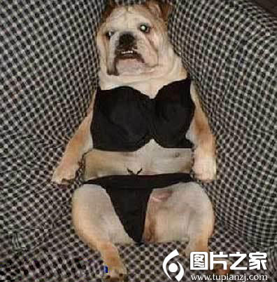 ЦͼƬ