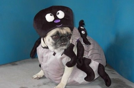 ʥڱЦװ