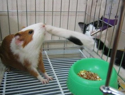 èЦͼƬ