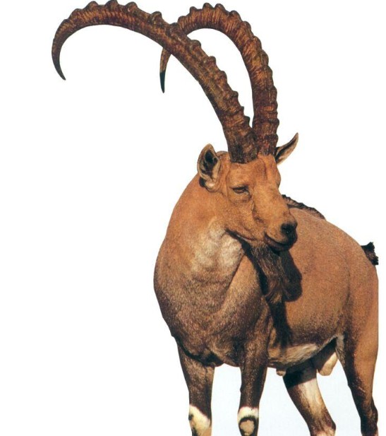 ŬɽͼƬ
