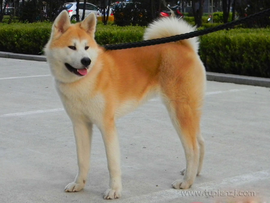 ȮͼƬ