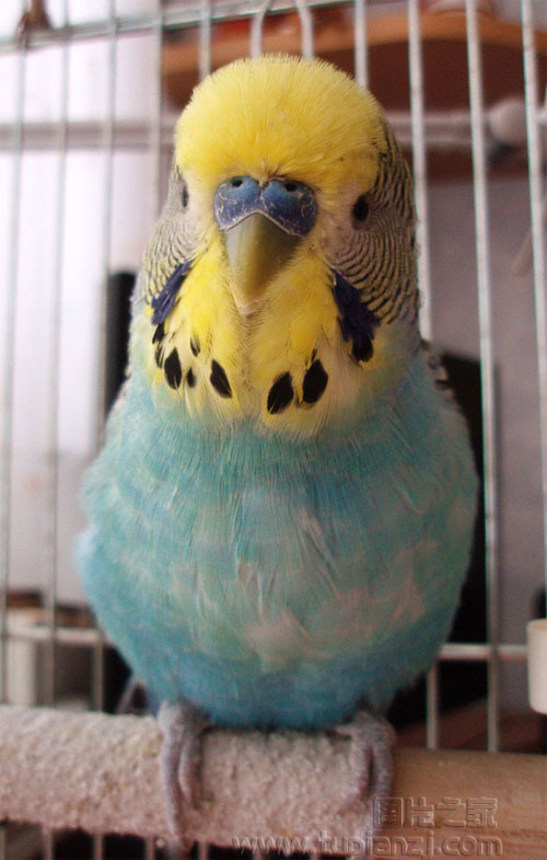 ƤͼƬ