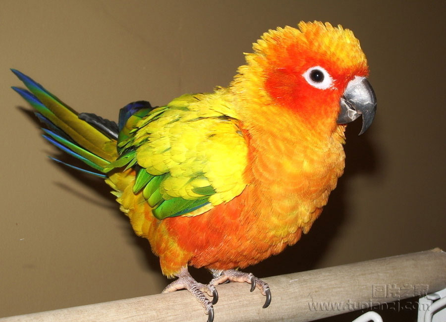 ĵͼƬ
