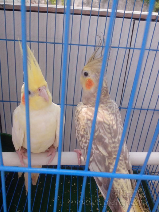ͼƬ