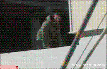۸Цgif̬ͼƬ1