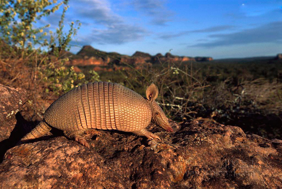 giant armadillo5Ӣ磨38ףβڣԼ20Ӣߣ1.5ףβ֧ƨϡëpink fairy armadillopichiciegoСһԼ6Ӣ磨15ף۰ɫĿƷֲֻͬͷɡthree-banded armadilloܹԼų򱣻ԼŴnine-banded armadilloֵΨһһƷ֣ҪڱݣNorth Carolina¿˹ݡԼ30Ӣ磨75ףһÿ괺ͬİ̥[