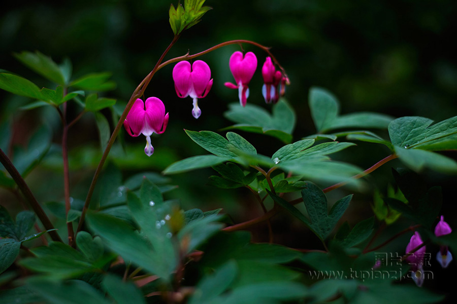ɰĵѧDicentra spectabilis (L.) Lem.ԭйǼձϲɢİȽͺ