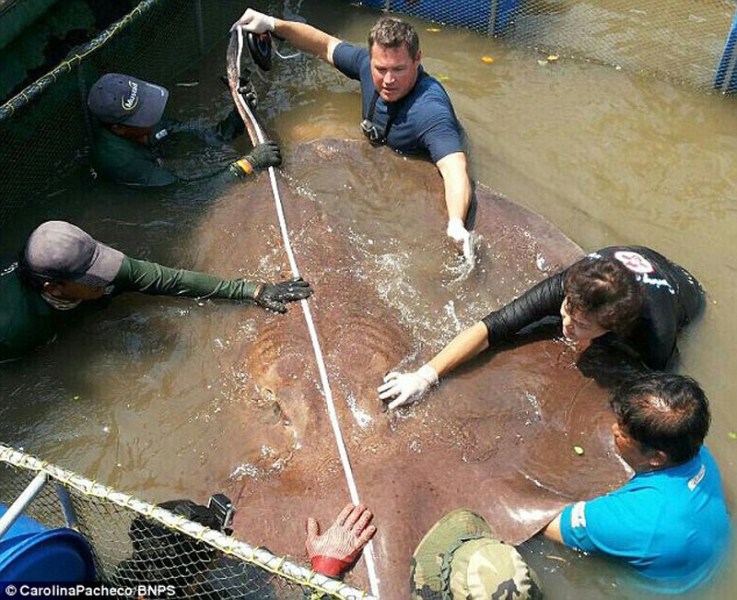 ﱣʿAnimal PlanetֿƶģJeff CorwinڶЭ£˵8߿ħ㡣ǽѻСʱҪ̧֮ϴͼΪԱڲħĳߴ硣