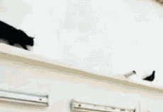 ˣˣö
