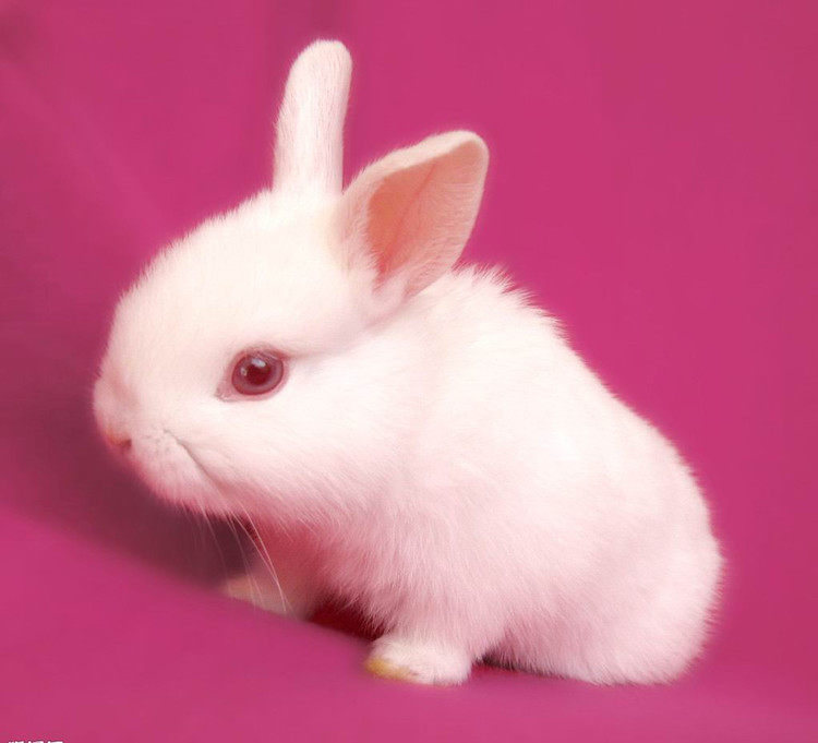 ͼƬȫ