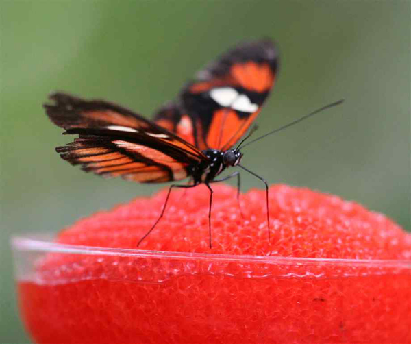 ʲ