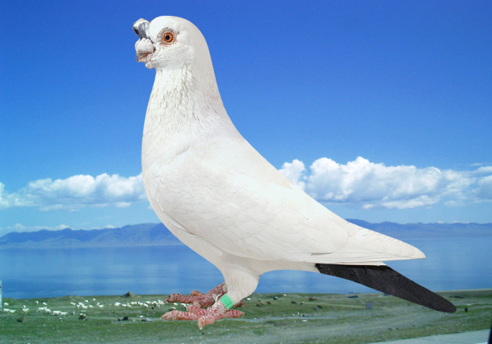 йӸ