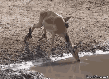 ȸˮ 