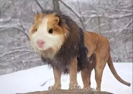ʨСӽͰһʧ