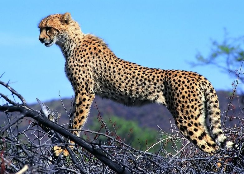 Ǯ