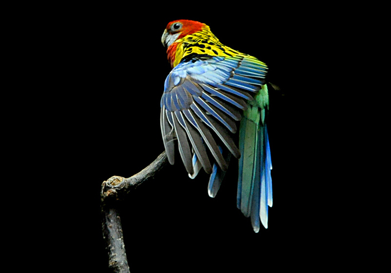 õ