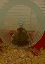 СЦ̬ͼ