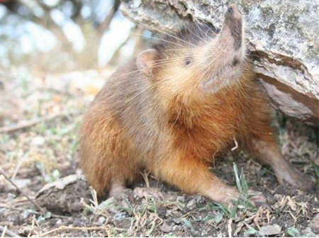  Solenodon СȫеĴදڼձȺһĶѨͬǵè͹ȴǵϢأǵĿ½ʱ̺ĵлᷢǡ