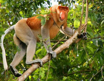 Ǻ Proboscis Monkey Ҫްߵĺ֡󼰺ϵɭУΪֳִıӶӵľ;ǸϴϵͳΪü֡ϢصľϿǵĿڶ̶ 40Ѵ½ 50%