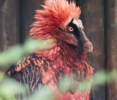 أ Bearded vultures ͺշֲŷޡޡӡȺصĸɽϣǲϲԶʬ壬ϲԹͷϲѹͷӸ߿ն£ȻȡùͷƬҲΪͷѹǺǻṥͺͯȫԼʣ 10000ֻ