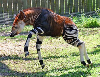 㺢㹢Okapi ֿƳ¹ͰĻǳ¹ʱδΨһףβȵϲˮƽĺڰƣȴѪԵϵֱ1901꣬ǲڷɭַǵӰ⵽ƻԼϲɱڴԼֻʣ 20000ֻ