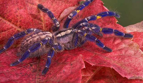 Spider Gooty ֱɫֻ֩ӡϲڷǳ󣬲ԸԸߴ 500 չΪɫޣܶϲǵԱ׽ǵҰĿ½˱پ֡