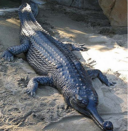  Gharials ֳơһֵˮ㣬ܹԼ 20ߣԼ 350ҪֲӡȺӡӡϺӼ4ӵСΪص첿ṹֻΪʳڹȲɱȫֻʣ 235ֻҪϢӡȺᲴ