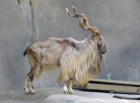 ɽ Markhor ɽǰͻ˹̹Ĵ֮һǷֲϲɽֵصһɽΪӵ˿״ĽǶڱɱִĿʣԼ 2500ֻ
