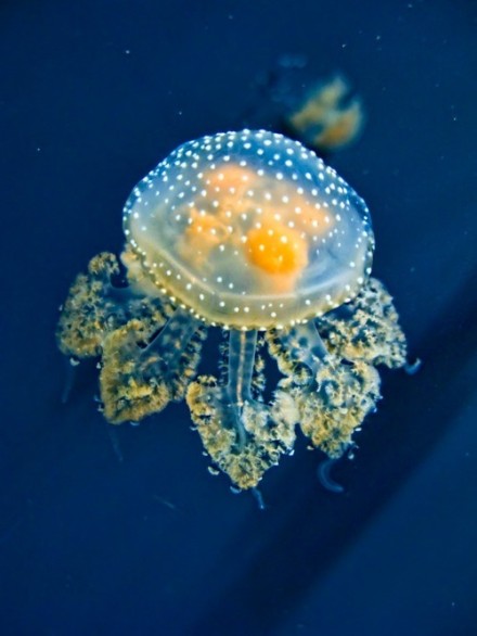 ˮĸ