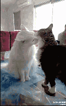 ˸ЦͼƬ