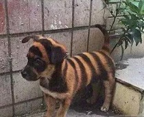 Ҫһ
