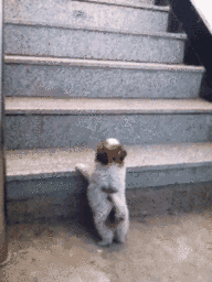 ȹЦ