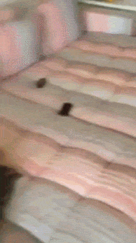 С˹͡˯