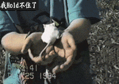 СЦgifͼ