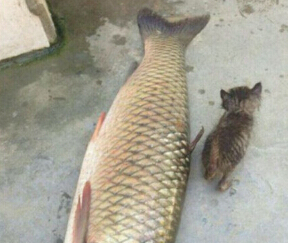 ͽ