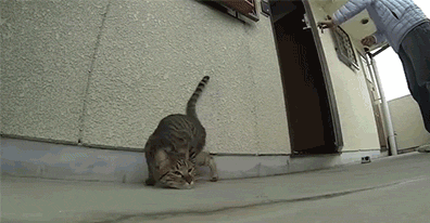 èЦͼ