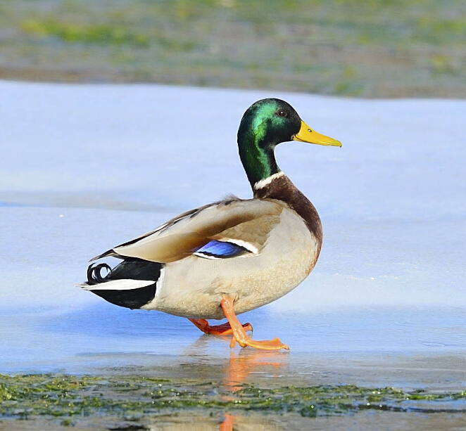 ͷѼ