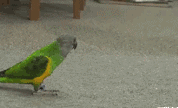 ĸЦ̬ͼ
