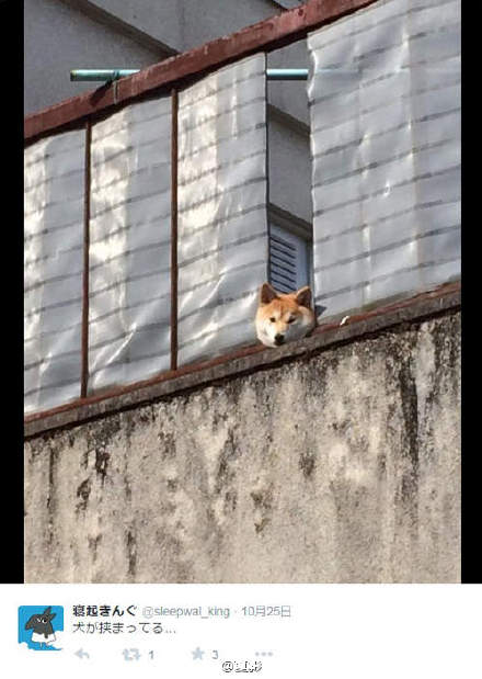 ȮͼƬ