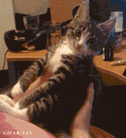 Цgif