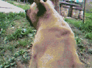 Ц̬ͼ