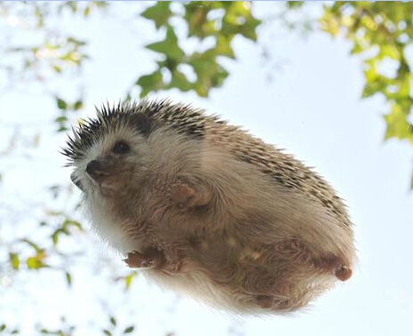 ɰͼƬ