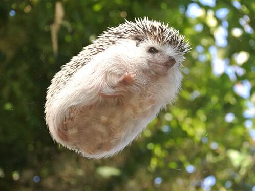 ɰͼƬ