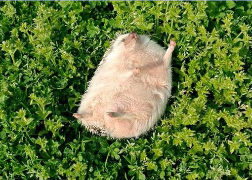ɰͼƬ